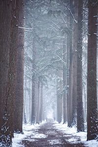 Winters bomen laantje in het Zeisterbos! van Peter Haastrecht, van