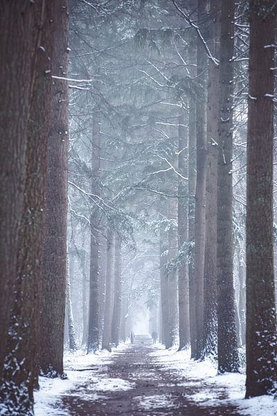 Winters bomen laantje in het Zeisterbos! van Peter Haastrecht, van
