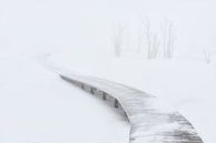 Whiteout -  Winter im Hohen Venn von Rolf Schnepp Miniaturansicht