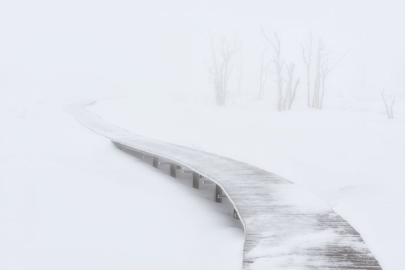 Whiteout - l'hiver dans les Hautes Fagnes par Rolf Schnepp