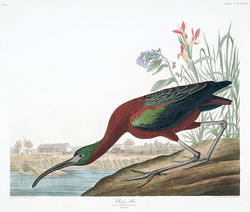 Zwarte Ibis
