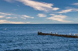 Möwen auf einer Buhne an der Ostsee. von Martin Köbsch