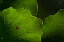 Wanderlust by Heather Bonadio