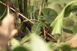 Grüner Basilisken im Dschungel von Costa Rica von Fulltime Travels