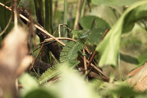 Groene basilisk in Costa Rica jungle
