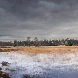 Peelven in winter splendour by Harold van den Hurk