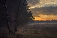 Fog on the Strabrechtse Heide during sunset. by Maurits van Hout thumbnail