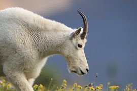 Schneeziege (Oreamnos americanus), Glacier National Park, Montana, Rocky Mountains,USA von Frank Fichtmüller