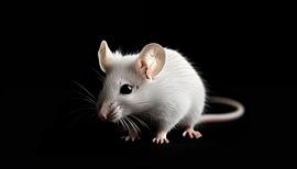 Weiße Maus Porträtpanorama