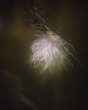 Little white feather dark & moody van Sandra Hazes