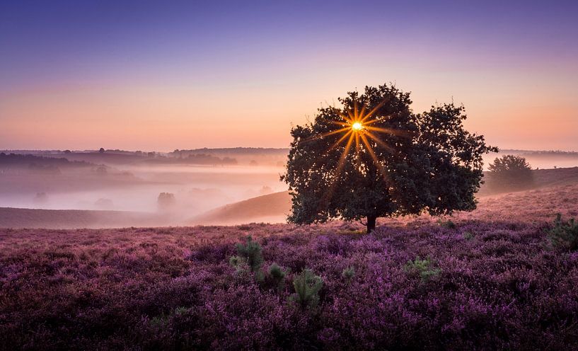 Mistige zonsopkomst op de posbank by Mario Visser