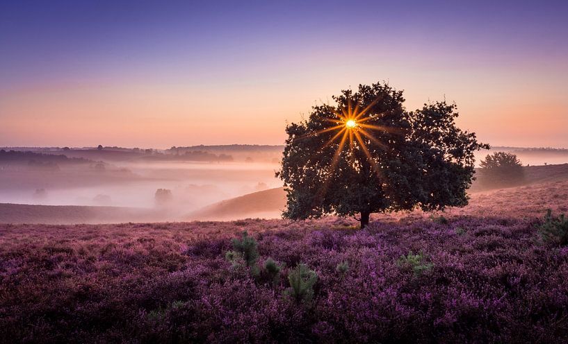 Mistige zonsopkomst op de posbank van Mario Visser