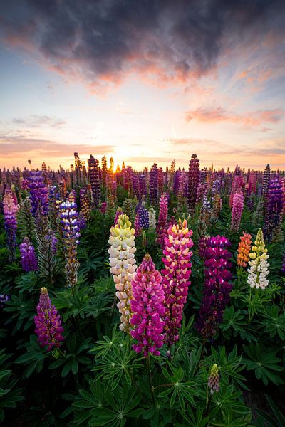 Lupine feest van Melissa Goedbloed