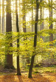 Speulder and Spielder forest (Netherlands) by Marcel Kerdijk