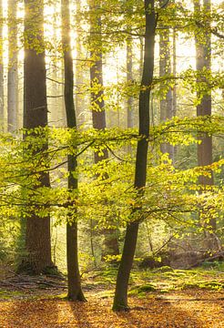 Speulder und Spielder Wald (Niederlande) von Marcel Kerdijk