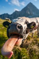 Lick a cow's tongue in the mountains