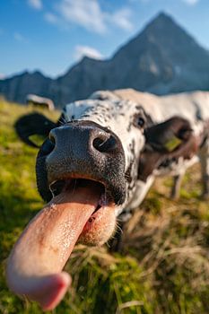 Schleck einer Kuh Zunge in den Bergen