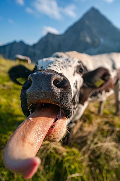 Lick a cow's tongue in the mountains by Leo Schindzielorz