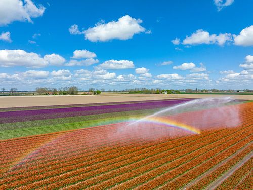 Tulipes dans un champ arrosé par un arroseur agricole au printemps.