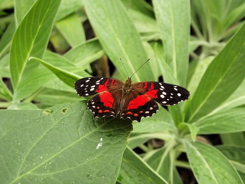 Prachtige rode passiebloem vlinder,  Heliconius erato.