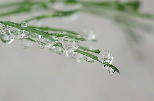 Dille I macrofotografie