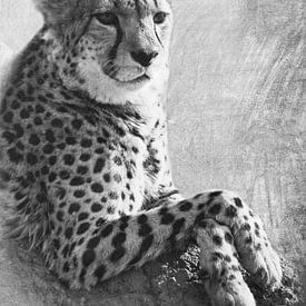 Tierwelt - Gepard von JayJay Artworks