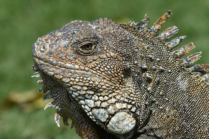 Green iguana par Frank Heinen