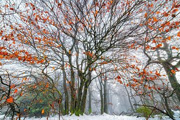 Loofbomen in winterse mist van Heiko Meier