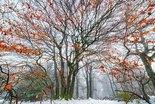 Loofbomen in winterse mist