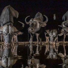 Afrikaanse buffels in de nacht bij een drinkpoel van Arjen Heeres