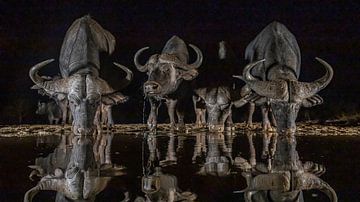 Afrikaanse buffels in de nacht bij een drinkpoel