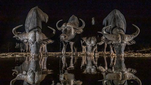 Afrikaanse buffels in de nacht bij een drinkpoel
