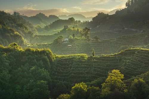 Prosecco Hills hogback, wijngaarden bij zonsondergang. Italië