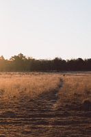 Weg zum Unbekannten auf der Heide