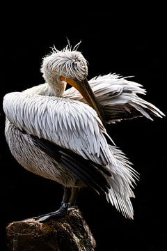 Pelican by Evi Willemsen