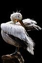 Pelikan von Evi Willemsen Miniaturansicht