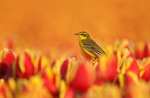 Gele kwikstaart op geel oranje tulpen van Menno Schaefer