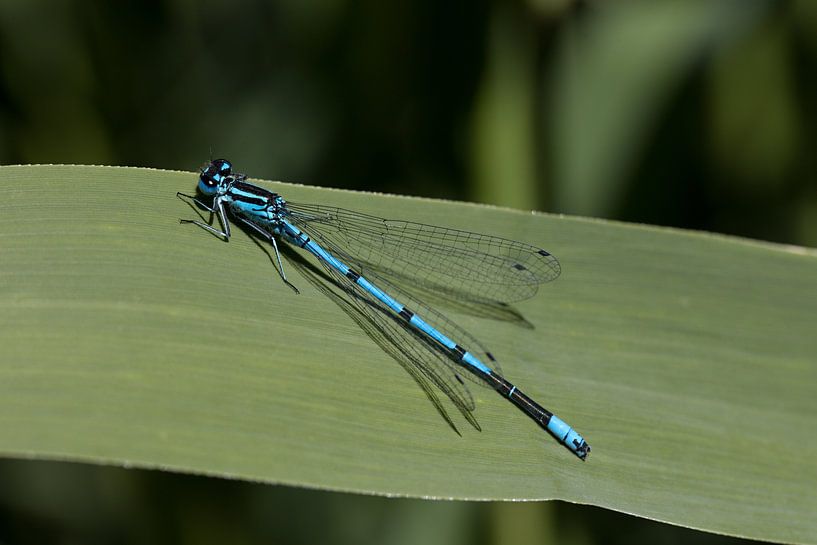 De Watersnuffel (Enallagma cyathigerum) is een algemene waterjuffer, die je overal in Nederland kunt van W J Kok