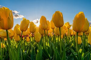 Gele Tulpen met blauwe lucht van Fotografie Ronald