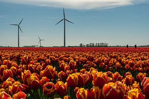 Ein Tulpenfeld in Nordholland mit Windturbinen und den Bauern, die die Tulpen kontrollieren
