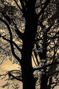 boom in schemering van Herman Kremer