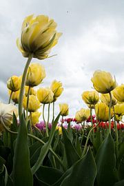 Gele Tulp Bloem - tulpen bloem foto met de kleuren geel rood paars  by Johan van der Helm