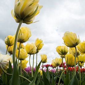 Gele Tulp Bloem - tulpen bloem foto met de kleuren geel rood paars  van Johan van der Helm