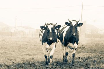 Deux vaches sur Lucia Leemans