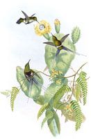 Langsdorffs Thorn-Tail, John Gould