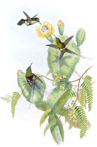 Tail épineux de Langsdorff, John Gould par Hummingbirds