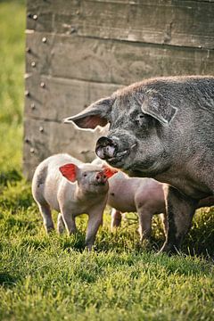 Sow and piglets by Frans Lemmens