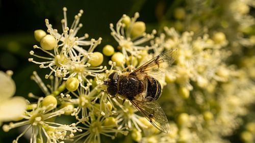 Hommel op een bloem die nectar verzamelt