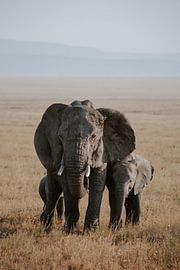 Elephants in Tanzania | Travel Photography | Wanderlust | Safari | Wall ar by Alblasfotografie