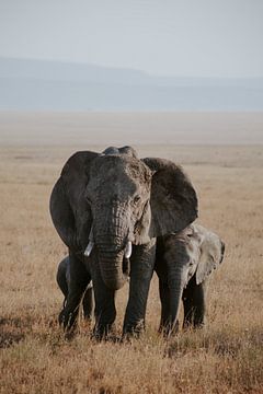 Olifanten in Tanzania | Reisfotografie | Wanderlust | Safari | Wall ar van Alblasfotografie
